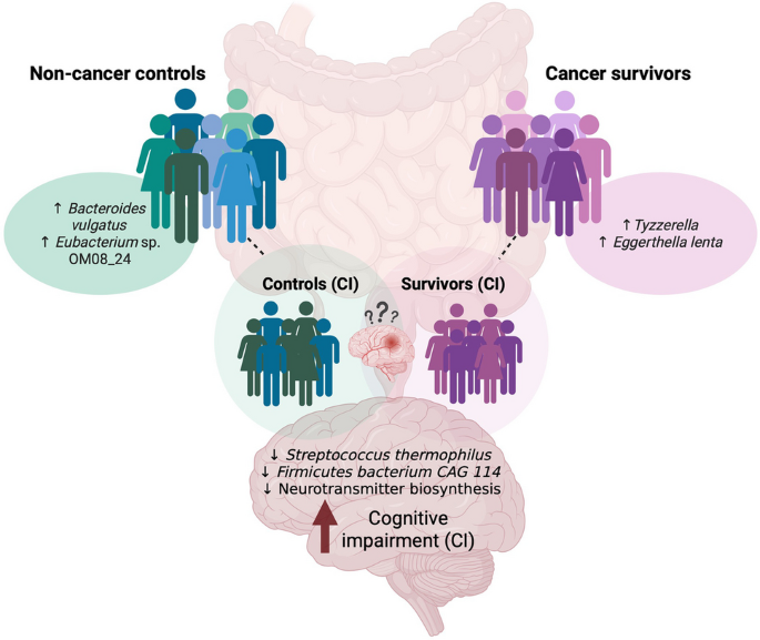 Gut microbiome signatures predict cognitive impairment in older cancer ...