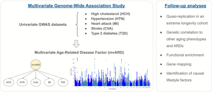 Genetic links between multimorbidity and human aging | GeroScience ...