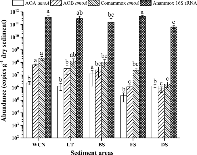 Synergy between Comammox and Anammox Bacteria in Wastewater