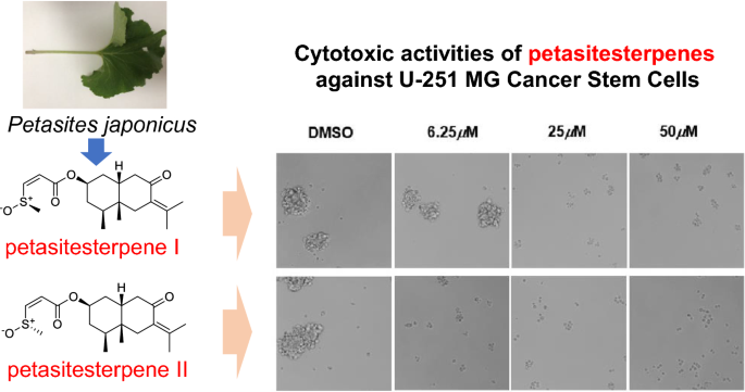 Cytotoxic Activities Of Sesquiterpenoids From The Aerial Parts Of Petasites Japonicus Against Cancer Stem Cells Springerlink