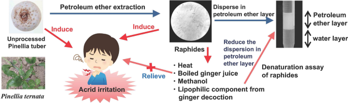 The Acrid Raphides In Tuberous Root Of Pinellia Ternata Have Lipophilic Character And Are Specifically Denatured By Ginger Extract Journal Of Natural Medicines X Mol