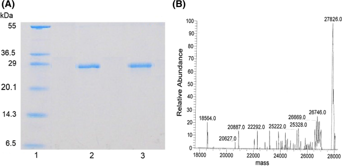 Structure And Anticancer Activity Of A New Lectin From The Cultivated Red Alga Kappaphycus Striatus Springerlink