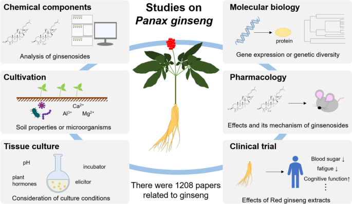ginseng powder