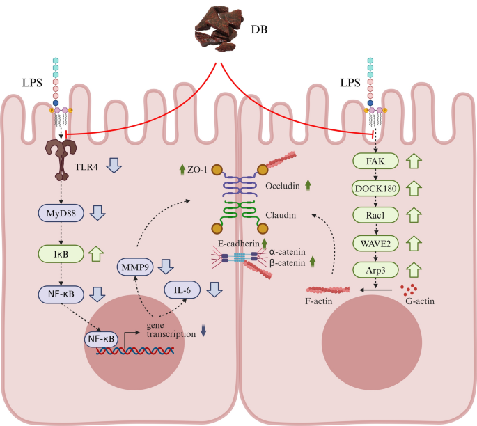 Dragon’s blood attenuates LPS-induced intestinal epithelial barrier ...