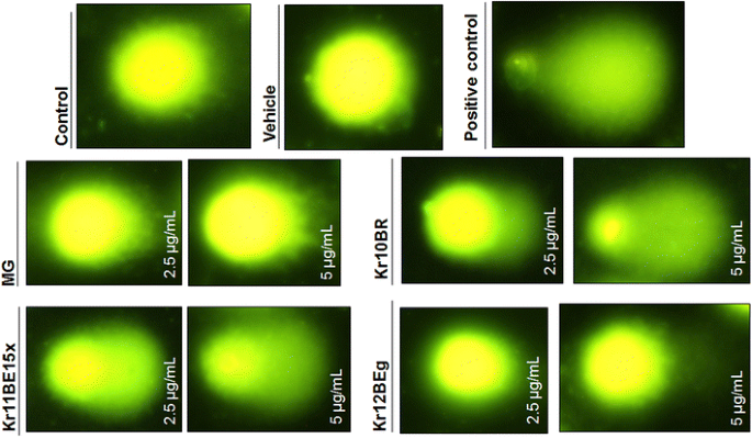 Chemical Characterization And In Vitro Cyto And Genotoxicity Of Legal High Products Containing Kratom Mitragyna Speciosa Springerlink