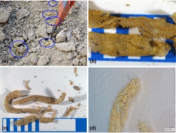 Component And Simulation Of The 4 000 Year Old Noodles Excavated From The Archaeological Site Of Lajia In Qinghai China Springerlink