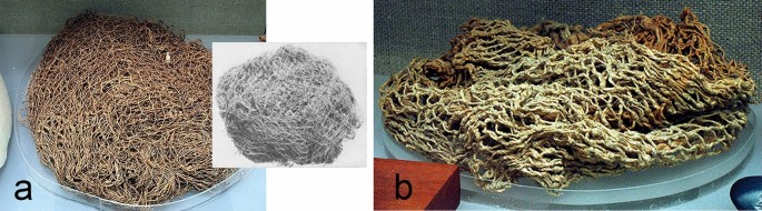 Fishing with Cast Nets in Ancient Egypt | Journal of Maritime Archaeology | Springer Nature Link Fishing with Cast Nets in Ancient Egypt | Journal of Maritime Archaeology | Springer Nature Link