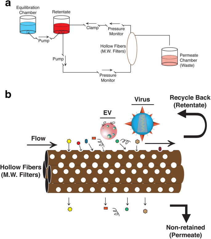 Modern Techniques For The Isolation Of Extracellular Vesicles And Viruses Springerlink