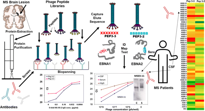 Antibodies from Multiple Sclerosis Brain Identified Epstein-Barr Virus  Nuclear Antigen 1 & 2 Epitopes which Are Recognized by Oligoclonal Bands |  SpringerLink