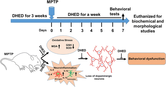 Brain Selective Estrogen Treatment Protects Dopaminergic Neurons and  Preserves Behavioral Function in MPTP-induced Mouse Model of Parkinson's  Disease | SpringerLink