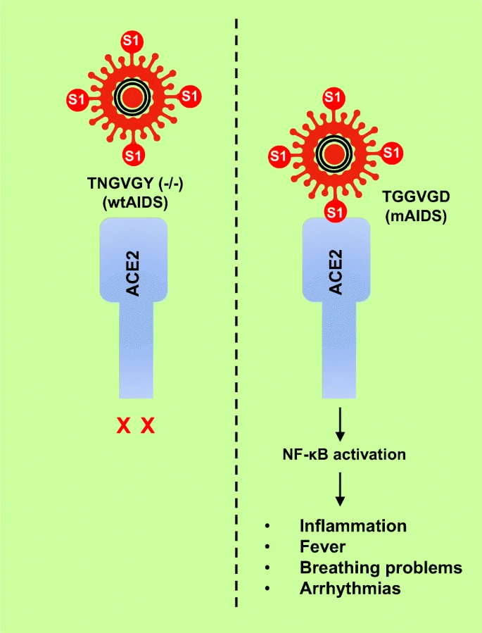 Rush Researchers Demonstrate Success with New Therapy for COVID-19