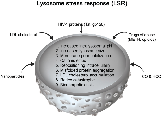 Lysosomal Stress Response (LSR): Physiological Importance and Pathological  Relevance | SpringerLink