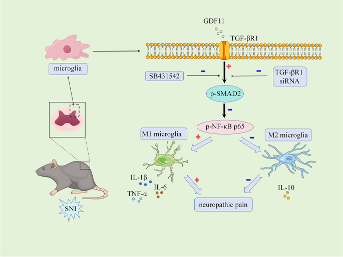 GDF11 Mitigates Neuropathic Pain via Regulation of Microglial ...