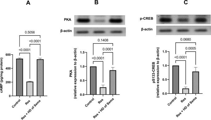 semaglutide pka Novel Trajectories Towards Possible Effects of Semaglutide for Amelioration  of Reserpine-induced Fibromyalgia in Rats: Contribution of cAMP/PKA/p-CREB  and M1/M2 Microglia Polarization | Journal of Neuroimmune Pharmacology