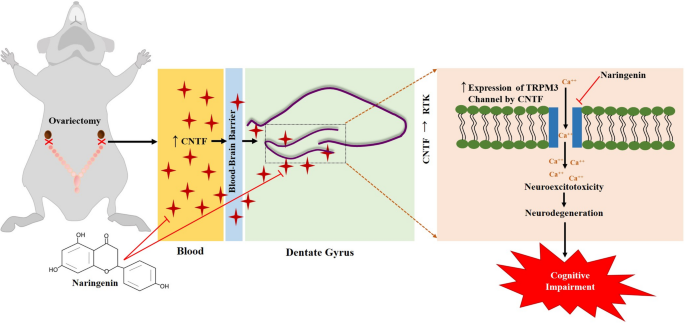 Modulation of Cognitive Function by TRPM3 Channels in the Dentate Gyrus ...