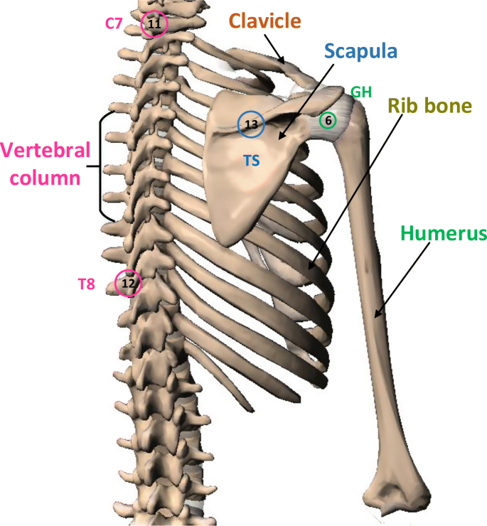 A survey of human shoulder functional kinematic representations |  SpringerLink