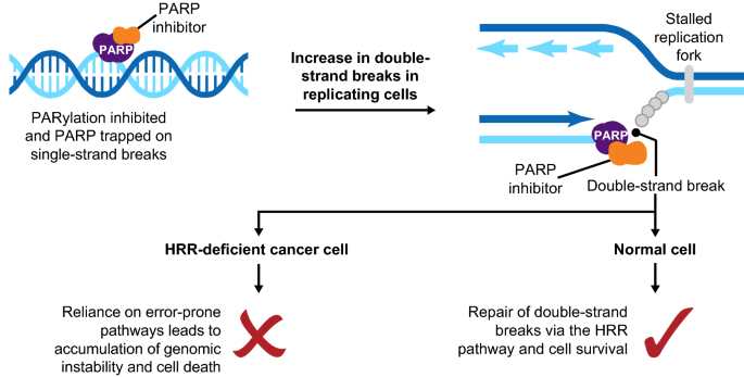 An Overview of PARP Inhibitors for the Treatment of Breast Cancer |  SpringerLink