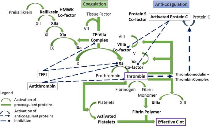 Evaluation And Calibration Of In Silico Models Of Thrombin Generation Using Experimental Data From Healthy And Haemophilic Subjects Springerlink