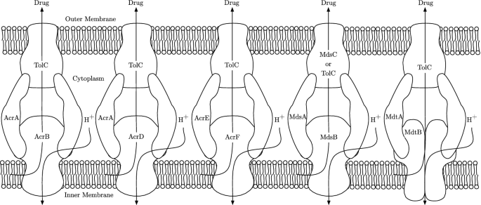 Mathematical Modelling Highlights the Potential for Genetic 