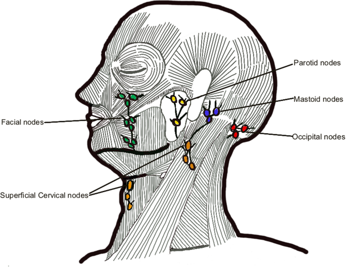 Multimodality Oncologic Evaluation Of Superficial Neck And Facial Lymph  Nodes | Springerlink