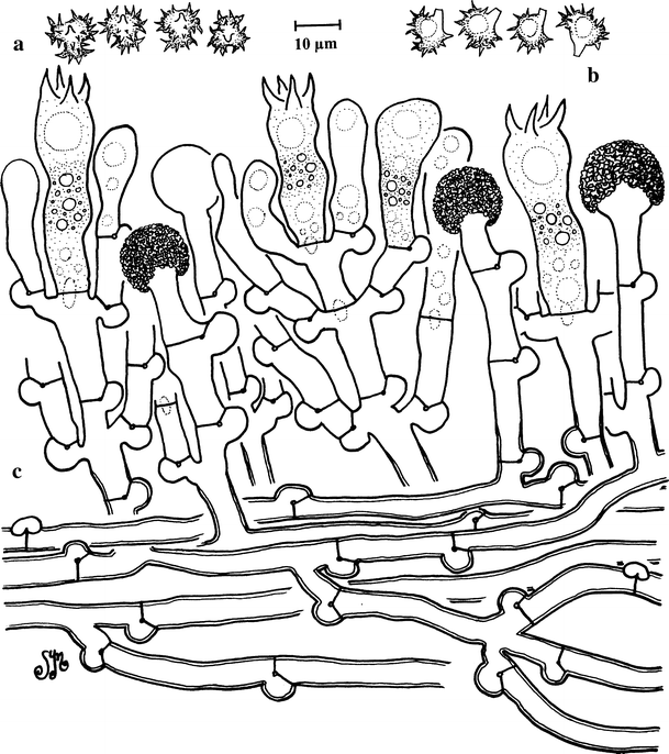 Studies in African thelephoroid fungi: 1. Tomentella capitata and Tomentella brunneocystidia, two new species from Benin (West Africa) with capitate cystidia | Mycological Progress for Blob Tree Printable Pdf Free Download