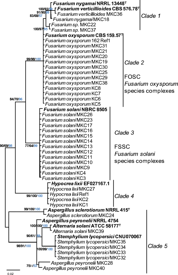 Fungal Root Endophytes Of Tomato From Kenya And Their Nematode Biocontrol Potential Springerlink