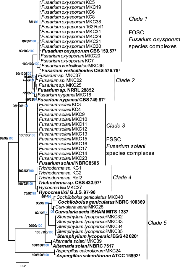 Fungal Root Endophytes Of Tomato From Kenya And Their Nematode Biocontrol Potential Springerlink