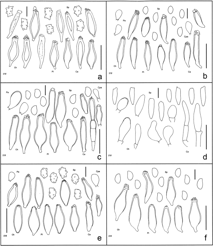 Revision of some central European species of Inocybe (Fr.: Fr.) Fr.  subgenus Inocybe, with the description of five new species | SpringerLink