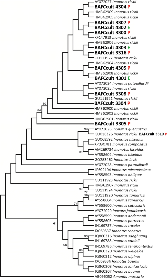 Relationships between endophytic and pathogenic strains of Inonotus  (Basidiomycota) and Daldinia (Ascomycota) from urban trees | SpringerLink
