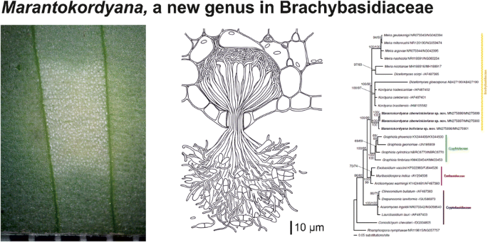 Two new species in a new genus and a critical revision of ...