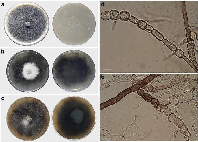 Diketopiperazines from Batnamyces globulariicola, gen. & sp. nov ...