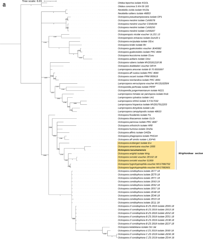 Octospora tucumanensis (Pezizales), a new bryophilous ascomycete on  Dimerodontium balansae (Bryophyta) from Argentina