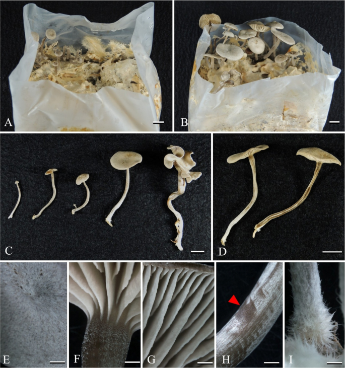 Discovery and successful cultivation of the teleomorph of Fibulochlamys ...