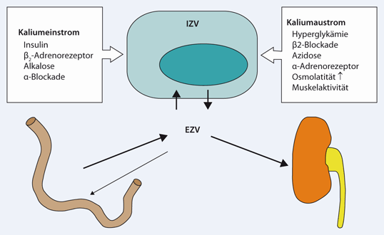 Hyperkaliamie Ein Nephrologischer Notfall Springerlink