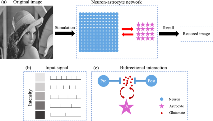 Multiple forms of working memory emerge from synapse–astrocyte interactions  in a neuron–glia network model