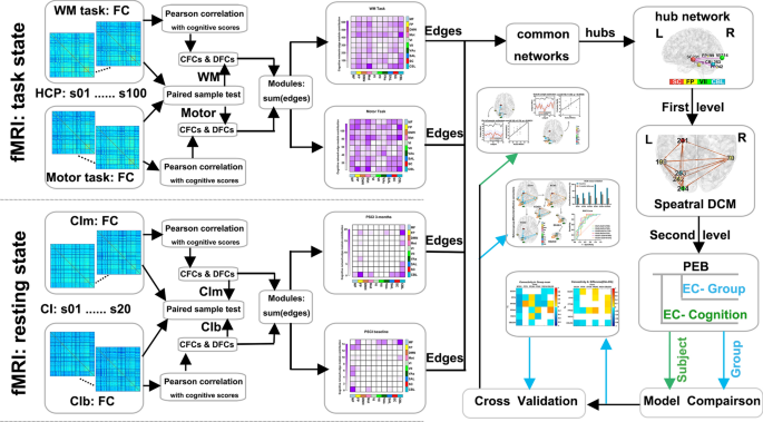 Identification of a cognitive network with effective connectivity to ...