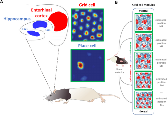 Grid cell modules coordination improves accuracy and reliability for ...