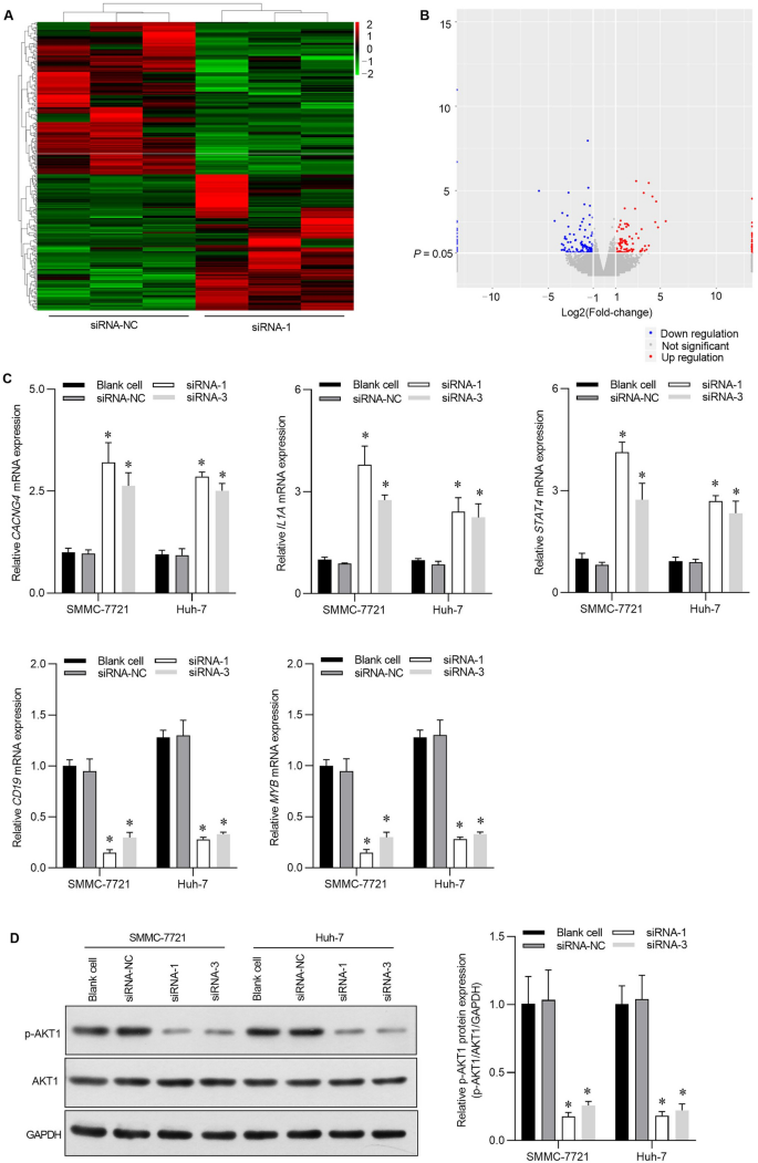 Silencing NCAPD3 Inhibits Tumor Growth and Metastasis in Hepatocellular ...