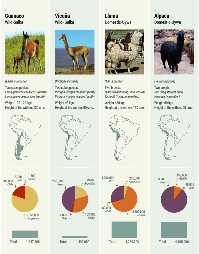 South American Camelids: their values and contributions to people |  SpringerLink