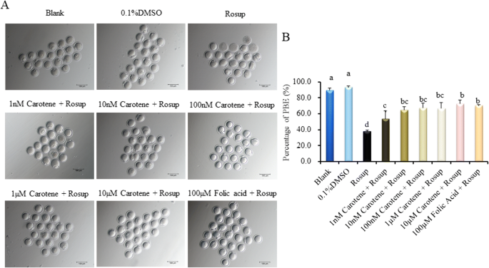 B Carotene Improves Oocyte Development And Maturation Under Oxidative Stress In Vitro Springerlink B Carotene Improves Oocyte Development And Maturation Under Oxidative Stress In Vitro Springerlink
