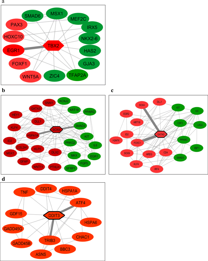 Functional And Regulatory Aspects Of Oxidative Stress Response In X Monosomy Springerlink