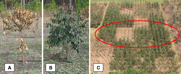 Short-rotation woody crops for bioenergy and biofuels applications |  SpringerLink