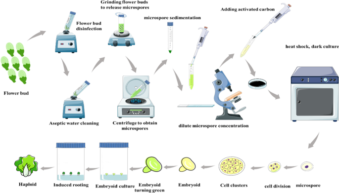 Establishment of an efficient regeneration system for microspores in ...