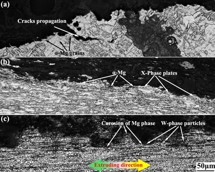 Phase Species Dependent Electrochemical And Corrosion Behaviors Of Wrought Mg Y Zn Based Alloys Springerlink Phase Species Dependent Electrochemical And Corrosion Behaviors Of Wrought Mg Y Zn Based Alloys Springerlink