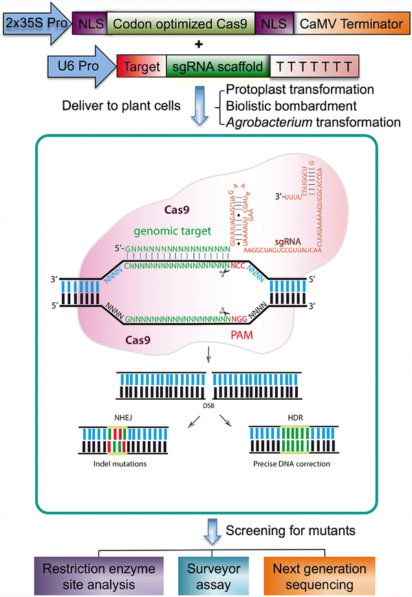 Applications And Roles Of The Crispr System In Genome Editing Of Plants Springerlink Applications And Roles Of The Crispr System In Genome Editing Of Plants Springerlink