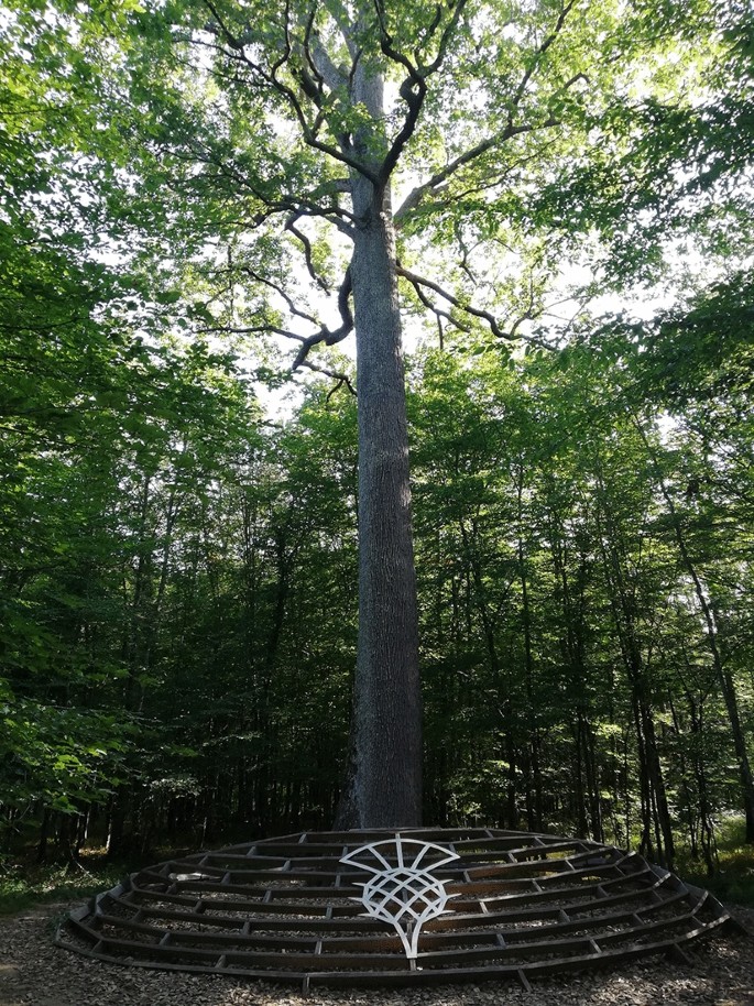 Management of sessile oak (Quercus petraea (Matt.) Liebl.), a major forest  species in Europe | Journal of Forestry Research | Springer Nature Link