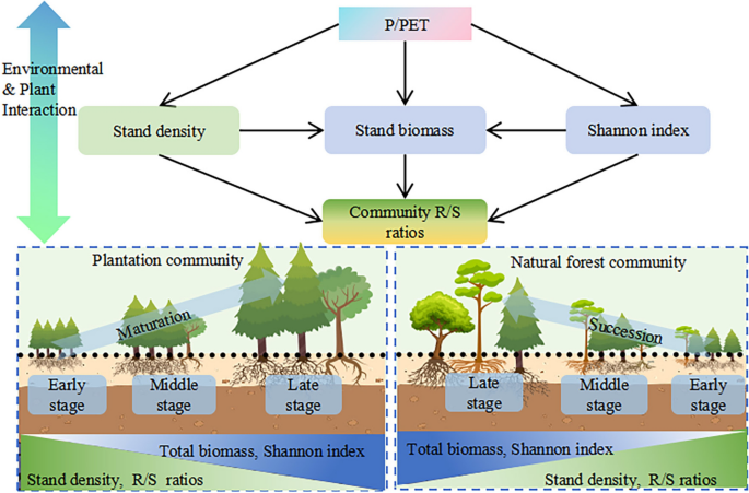 Strategies of allocating root-shoot biomass in plantations and natural ...
