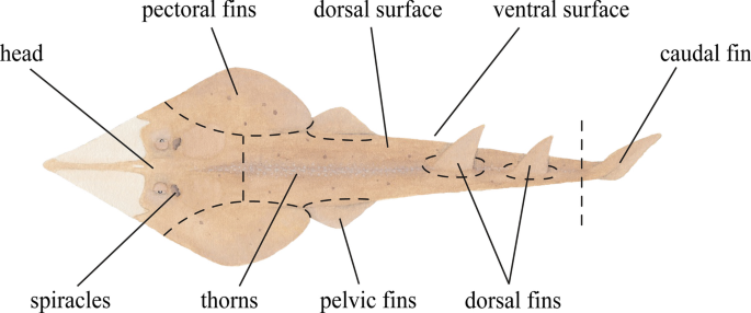 Ectoparasites of the Critically Endangered Giant Shovelnose Ray  