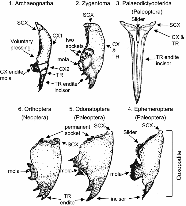 Phylogeny of Higher Taxa in Insecta: Finding Synapomorphies in the Extant  Fauna and Separating Them from Homoplasies