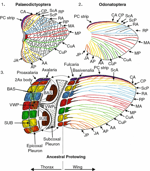 Phylogeny of Higher Taxa in Insecta: Finding Synapomorphies in the Extant  Fauna and Separating Them from Homoplasies